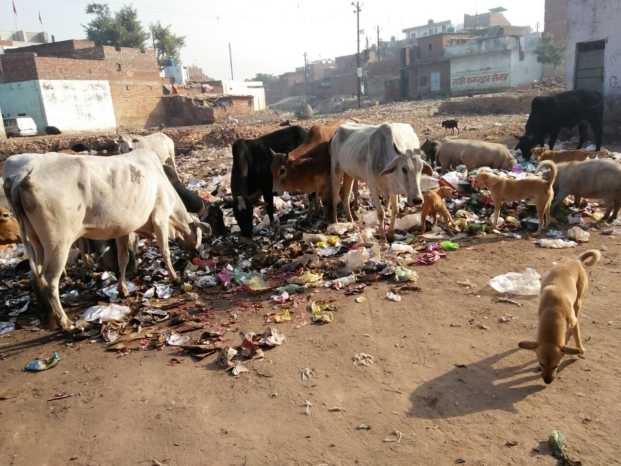 ग्वालियर का नाम स्मार्ट सिटी की लिस्ट में शामिल होने के बाद शहर में कोई सुधार नहीं; जगह जगह लगा है कचरे का ढेर | New India Times