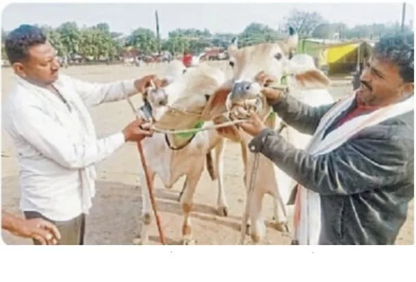 प्रसिद्ध नवग्रह मेले में लगा पहला बैल बाज़ार, बाइक से महंगी बिकी बैल जोड़ियां, निमाड़ी व मालवी नस्ल की बैल जोड़ी पर खरीदारों की नज़रें | New India Times