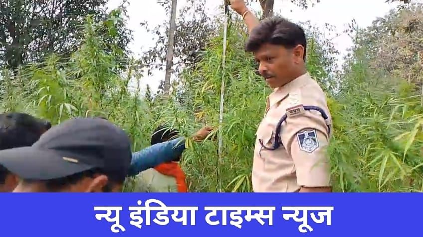 तामिया पुलिस की बड़ी कार्यवाही गांजे के लाखों रुपए के पेड़ों के साथ आरोपियों को किया गिरफ्तार | New India Times