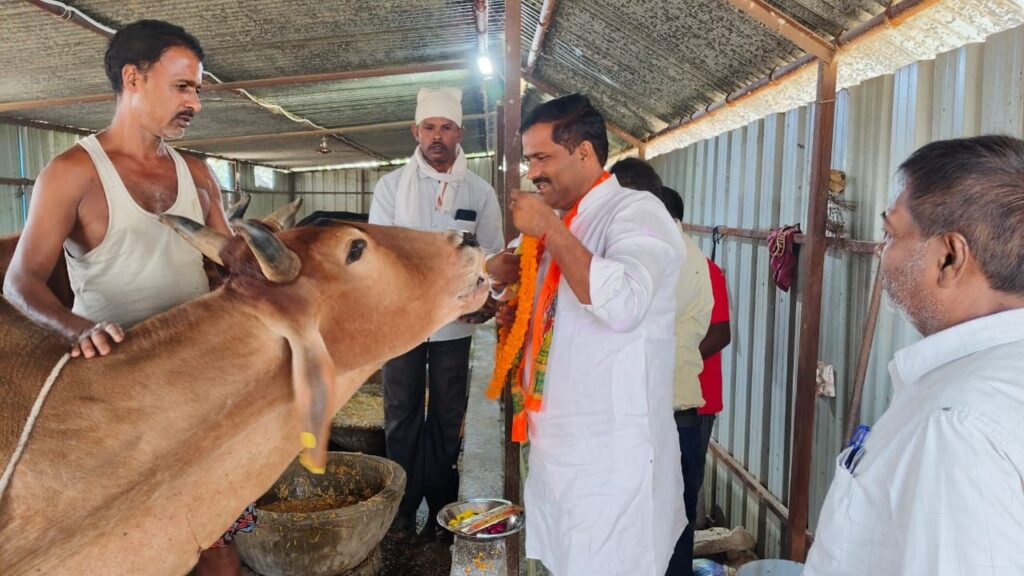 गोवर्धन पूजा पर नगर पंचायत अध्यक्ष ने गायों को गुण, चना खिला कर किया पूजा | New India Times